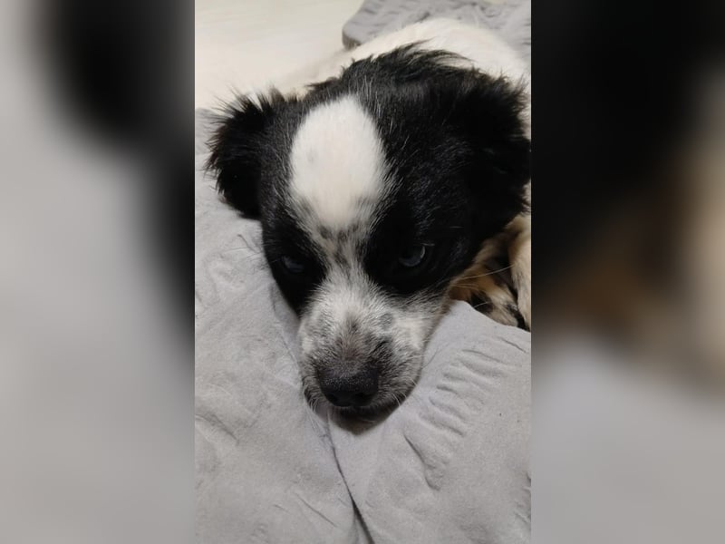 Merlin sucht dringend ein Zuhause