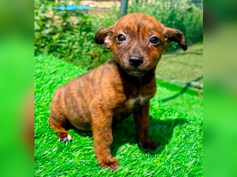 Nisha, kleines Mädchen sucht ihr großes Glück