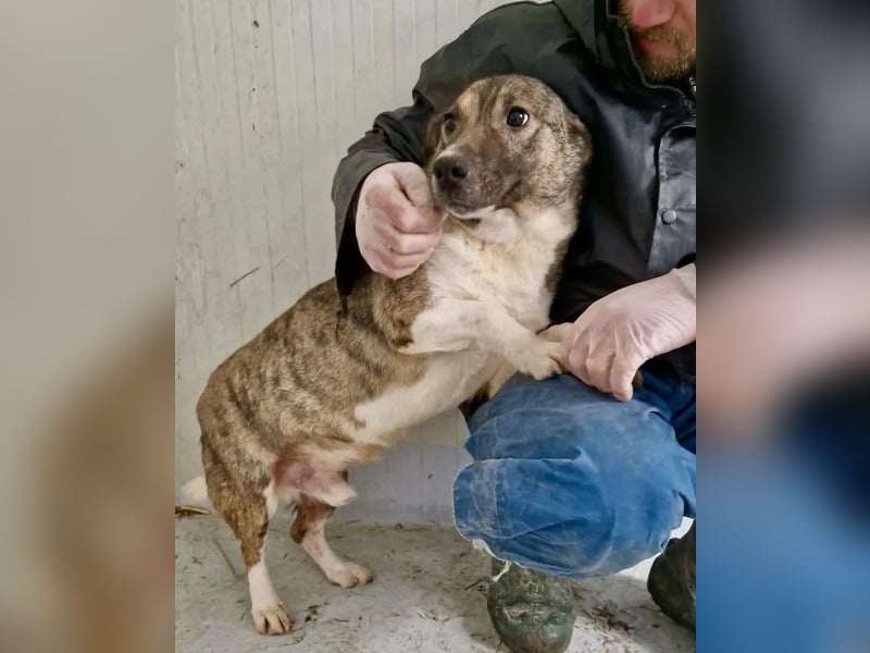Ramon...ein Herz auf 4 Pfötchen....