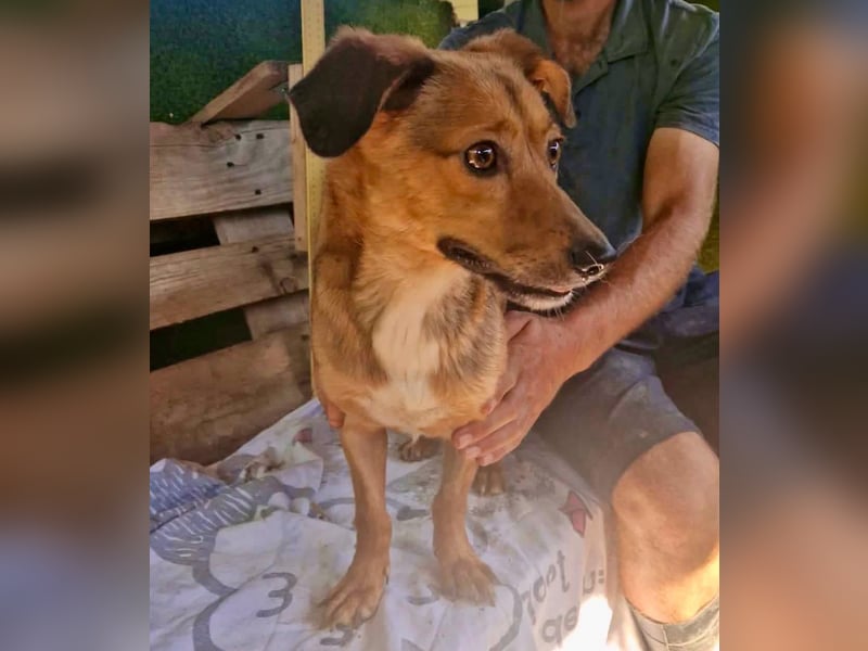 Souly, kleine Kämpferin sucht ihr Glück