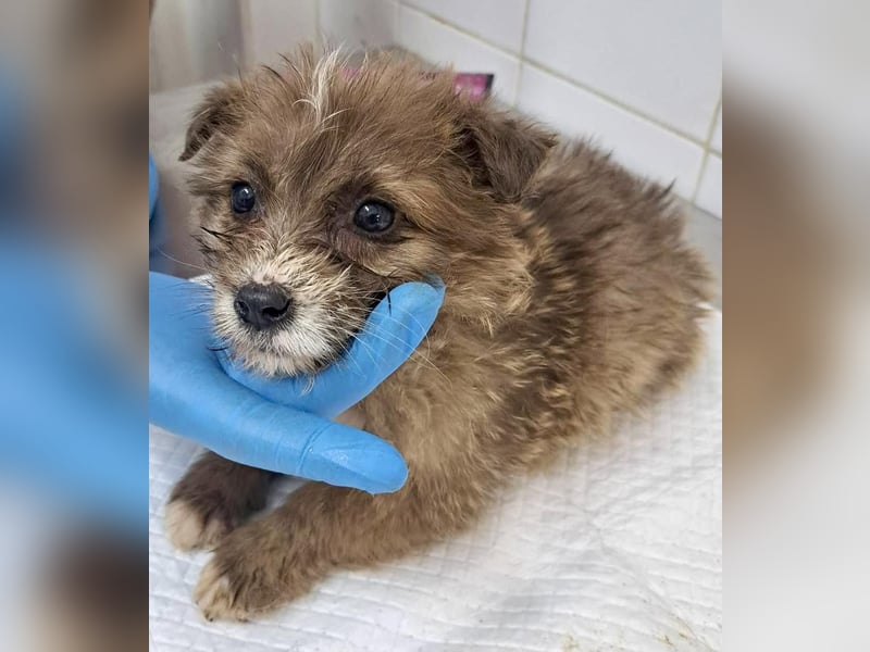 Milly sucht ihr großes Glück