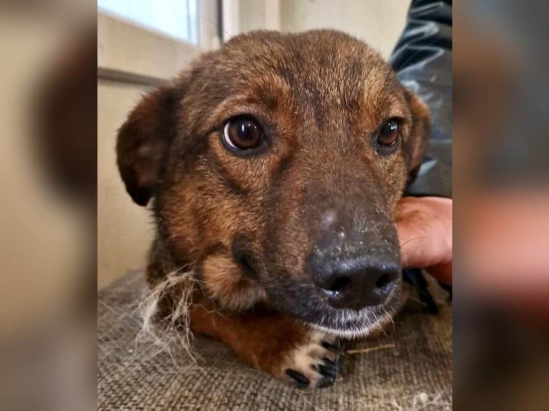 Dankbare, super sanfte Meg