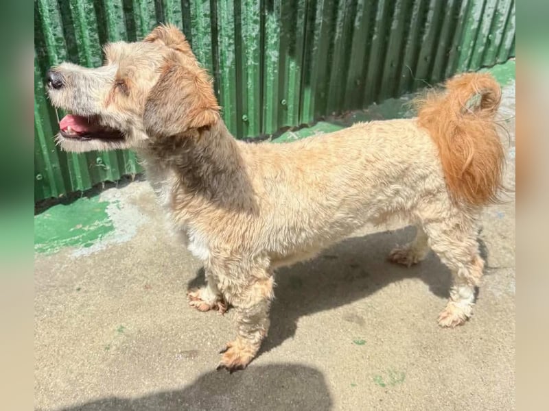Carino – kleiner Herzenshund sucht seine Menschen
