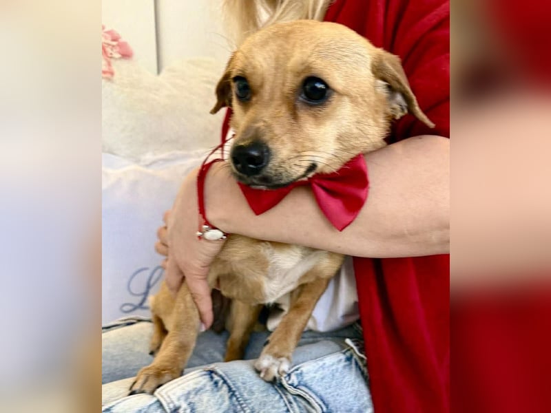 Katzenfreundliches Mini Mäuschen Stella