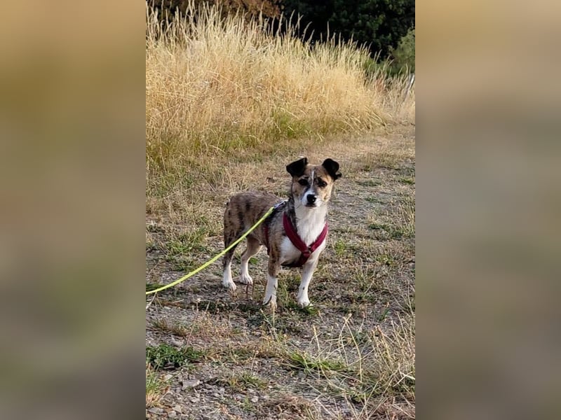Tapfere Hundemama Indra sucht ihre Familie