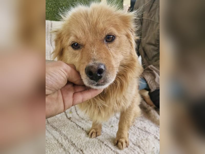 Socke – fröhlicher kleiner Grinsebär sucht sein Glück