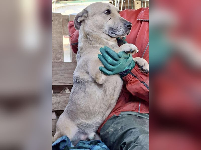 Kleiner ängstlicher Hundebub Balou