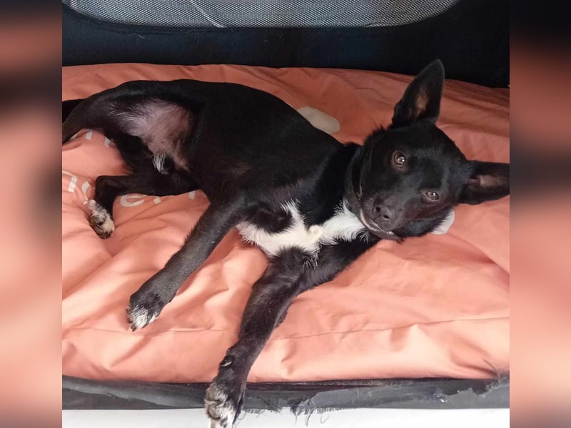 Jungspund JERRY, wo darf er einziehen?