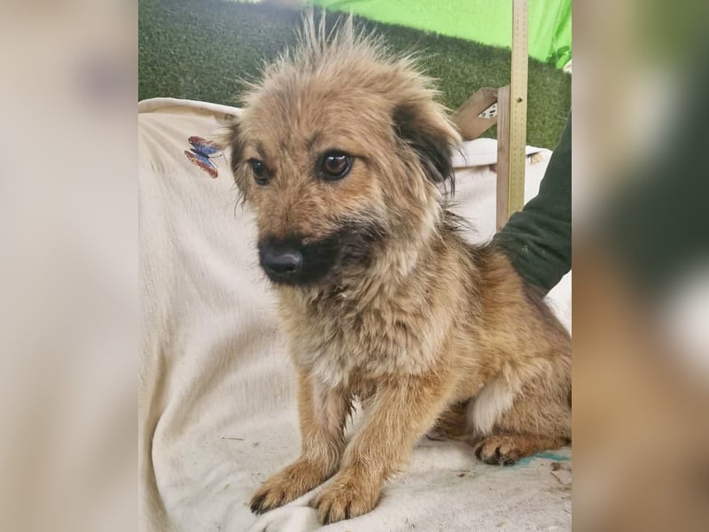 Sanfte kleine Alva sucht ihr Glück