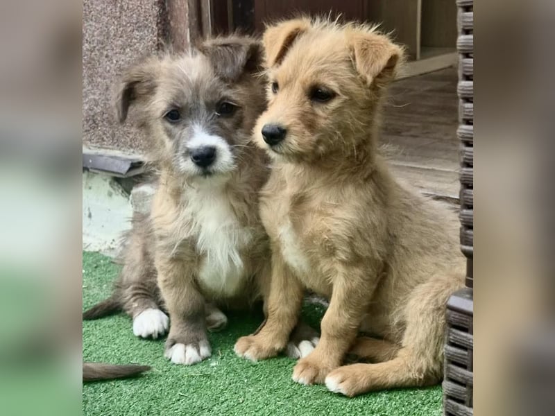 Milly sucht ihr großes Glück