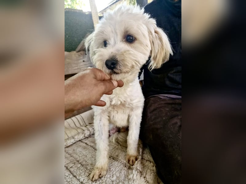 Snoopy – kleiner Gute-Laune-Hund sucht sein Glück