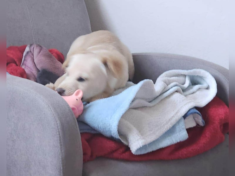 Supersüße kleine Bella sucht ihr Für-immer-Zuhause