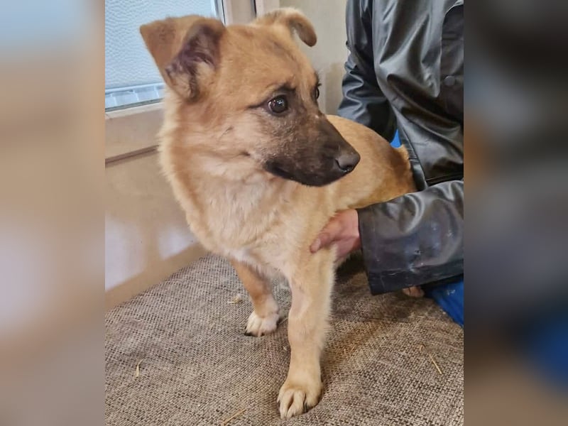 Super sanfte Pfötchengeberin Ava