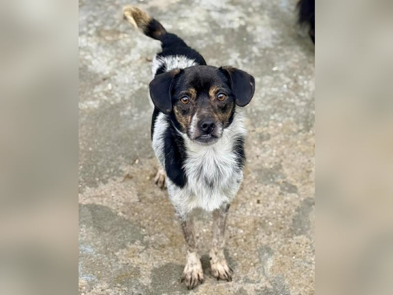 Sensibler, freundlicher Louie