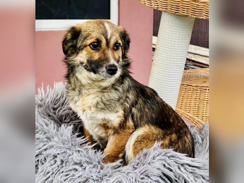 Katzenverträglichen Minimäuschen Ina