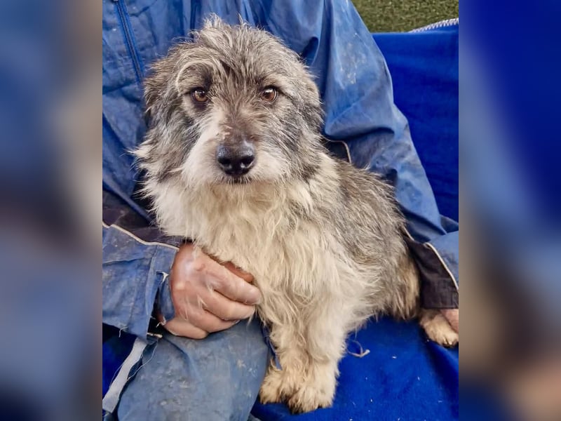 Kleiner Scottie sucht sein Glück