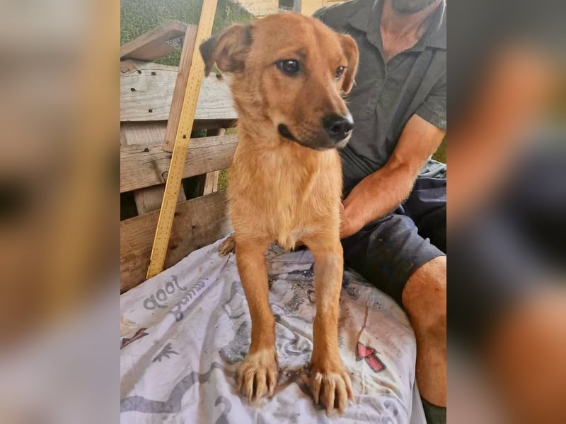 Perry, kleiner Schatz sucht wieder ein Zuhause
