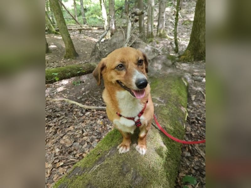 Kuschelmaus Tapsy sucht ihr Glück