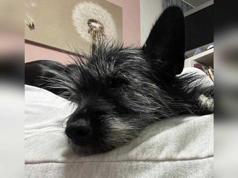 Fröhliche Terrier-Mix-Hündin Finja sucht liebevolles Zuhause