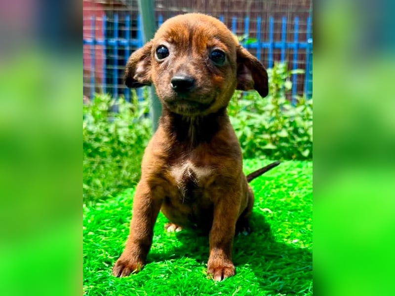 Nisha, kleines Mädchen sucht ihr großes Glück