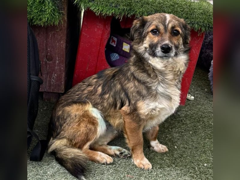 Katzenverträglichen Minimäuschen Ina