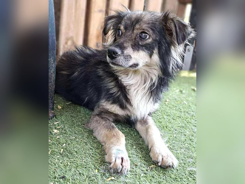 Ilay – junger, menschenbezogener Rüde sucht liebevolles Zuhause