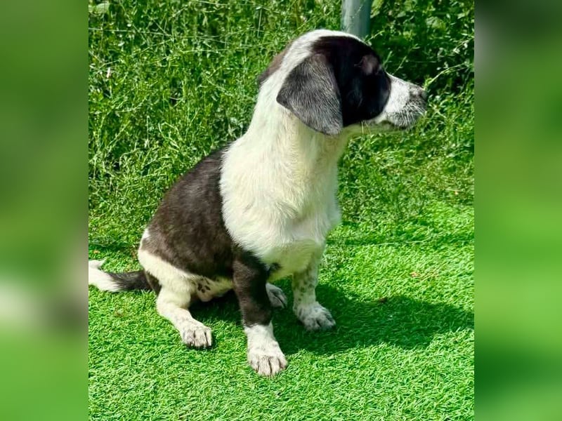Nika, kleines Glück auf vier Pfötchen