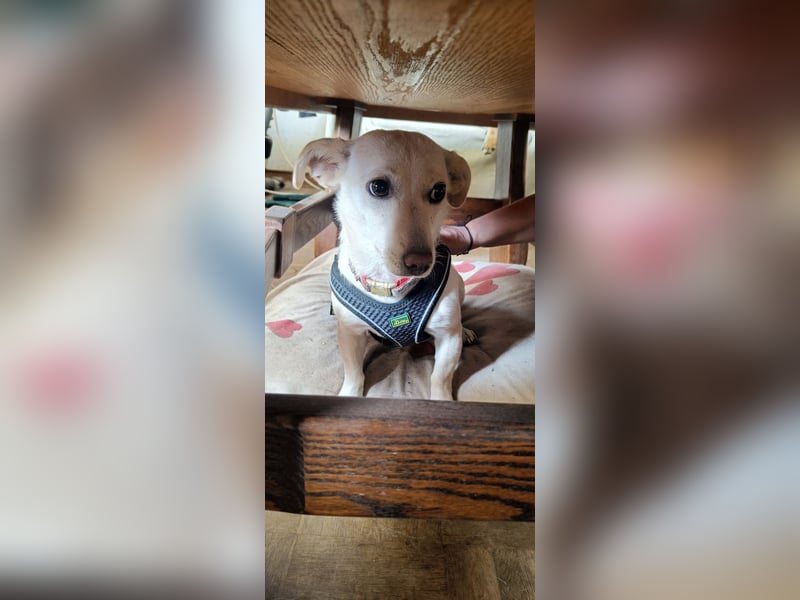 Kleine Selly sucht ein liebevolles Zuhause