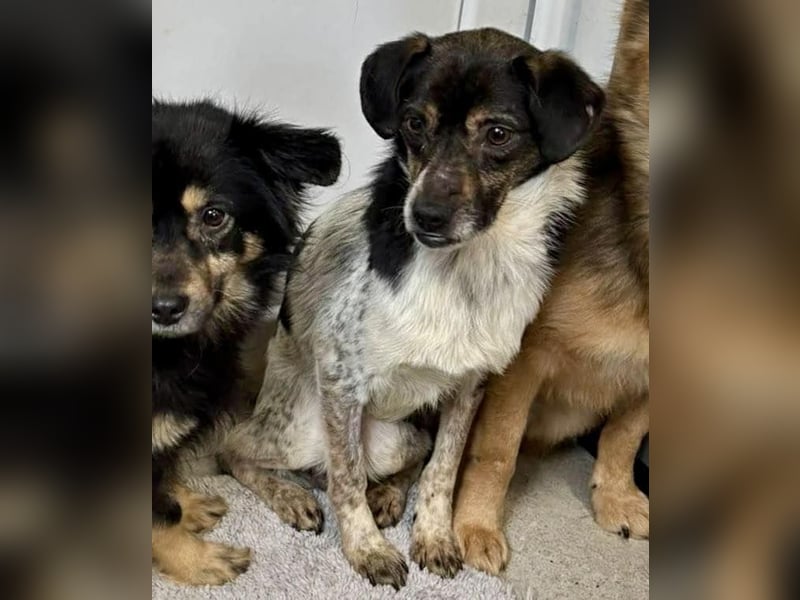 Sensibler, freundlicher Louie