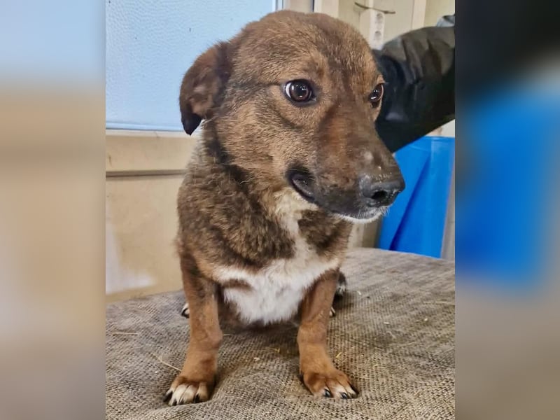 Dankbare, super sanfte Meg