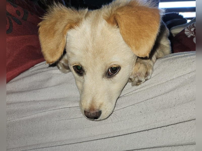 Supersüße kleine Bella sucht ihr Für-immer-Zuhause