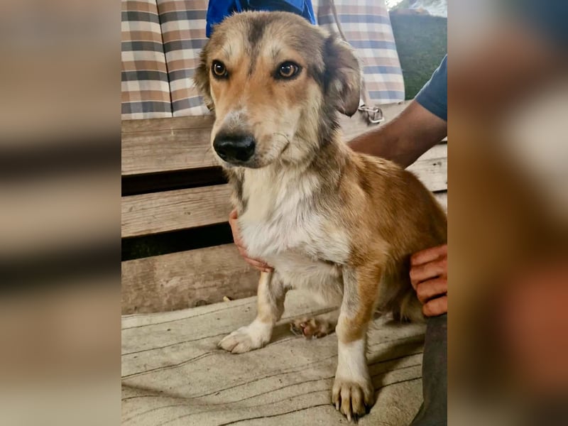 Leroy, ein sanfter kleiner Schatz sucht sein großes Glück.