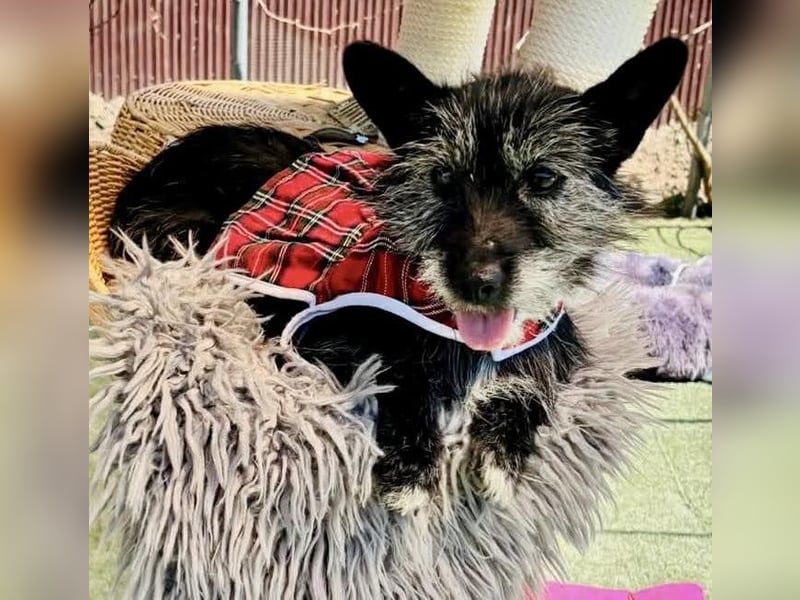 Katzenverträgliches Minimäuschen Finja