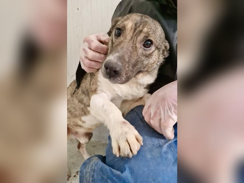 Ramon...ein Herz auf 4 Pfötchen....