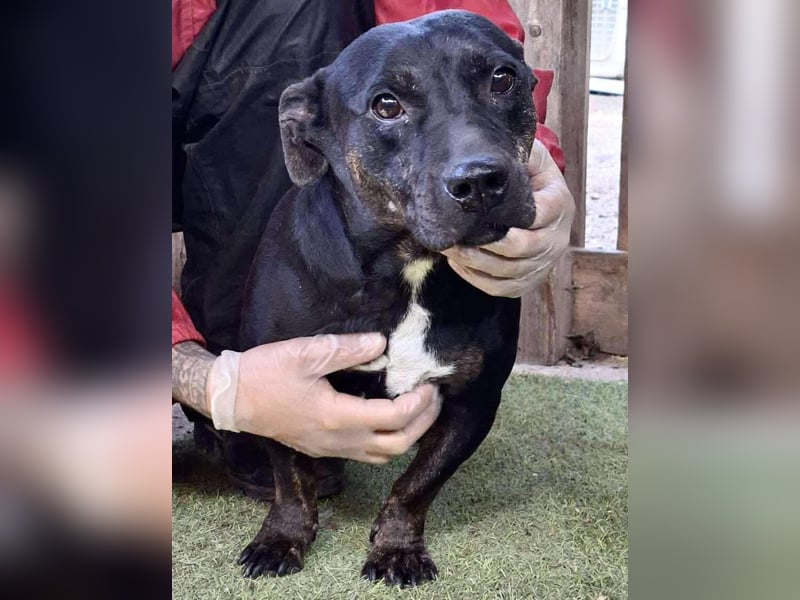 Kleine Ginny – Von der Kette ins Glück