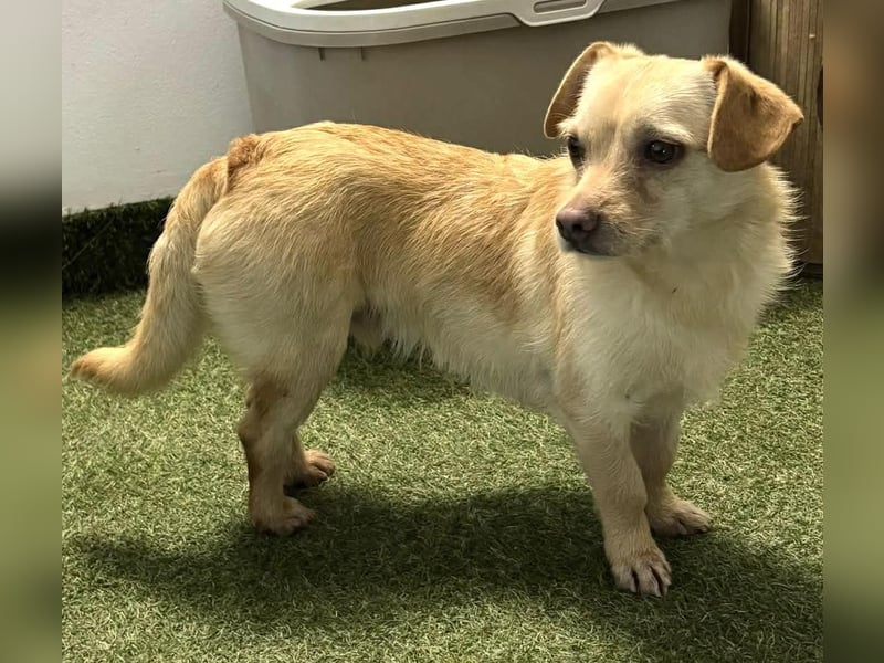 Kleines, zartes Männlein Justus