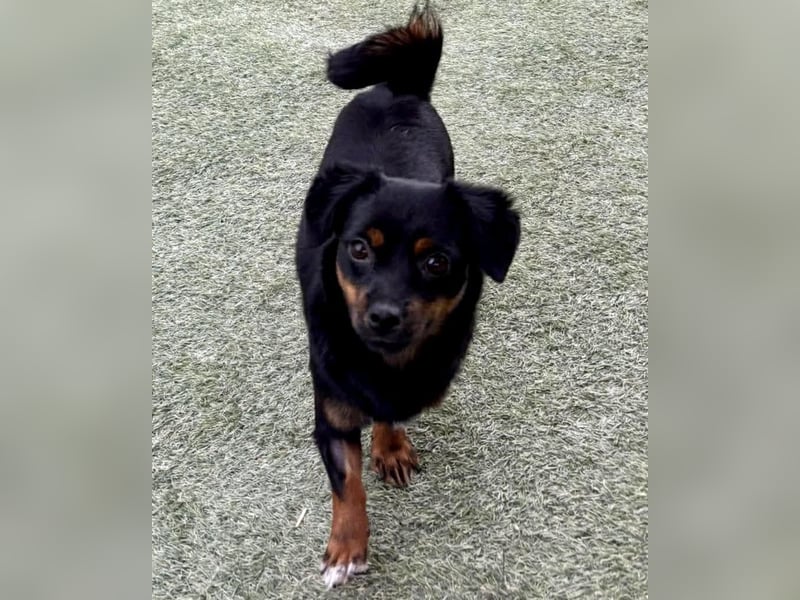 Katzenverträgliches Mini Mäuschen Gretchen