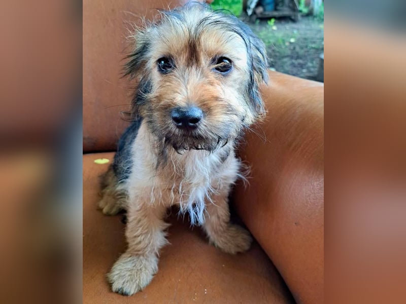 Zuckersüßes Welpenmädchen Elsie - geboren, um zu leben.