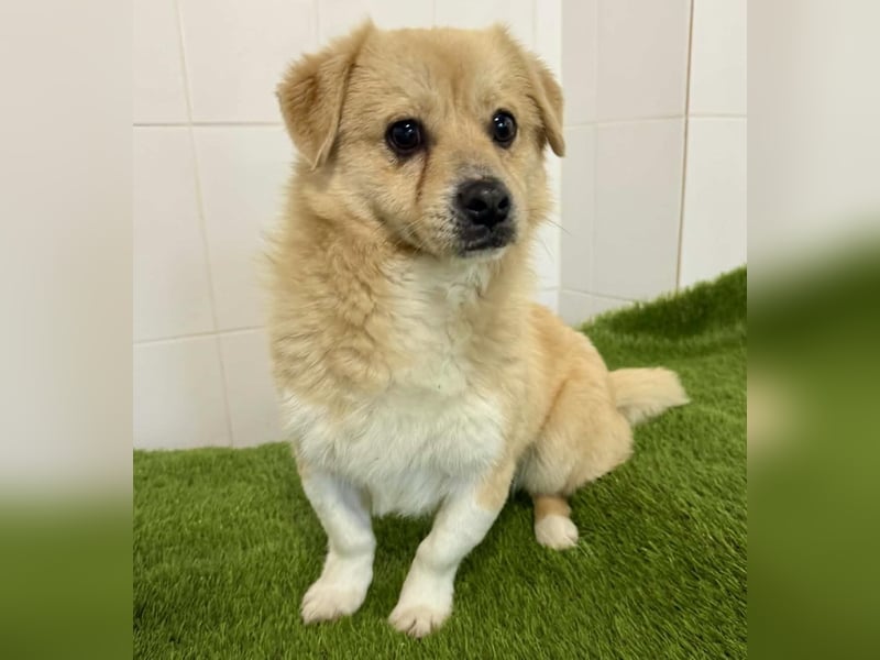 Katzenverträgliches Mini Männlein Capper