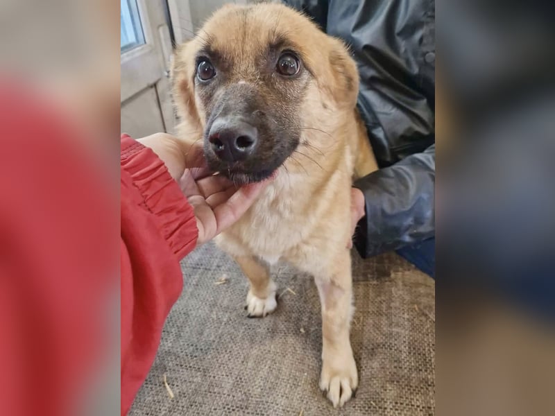 Super sanfte Pfötchengeberin Ava