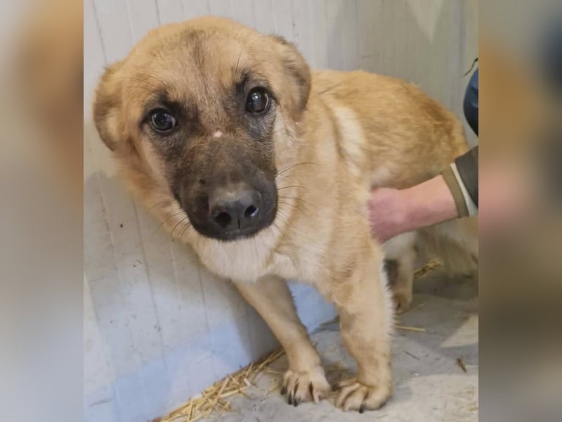 Super sanfte Pfötchengeberin Ava