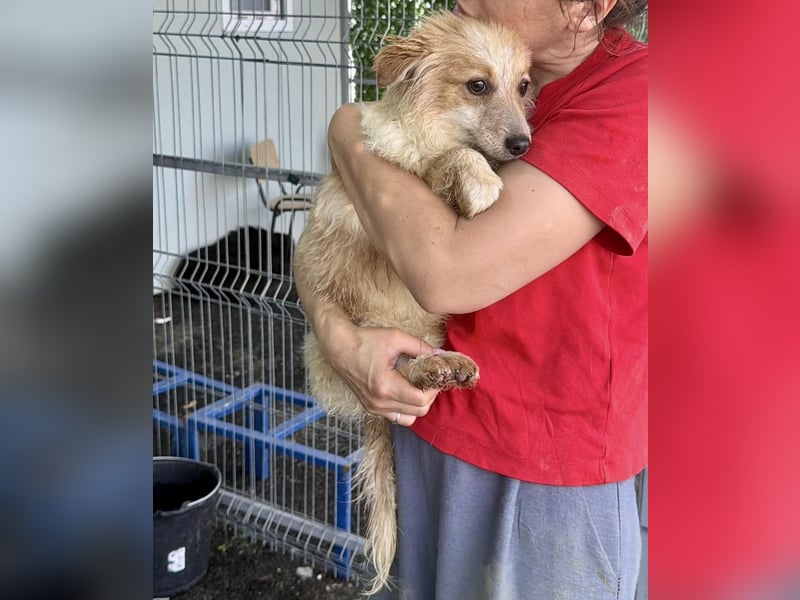 Lani – kleines Hundekind auf der Suche nach Geborgenheit