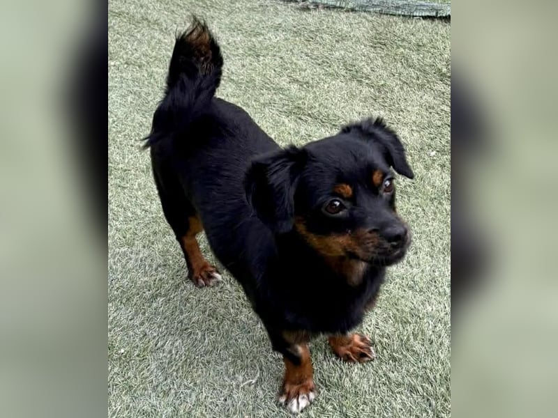 Katzenverträgliches Mini Mäuschen Gretchen