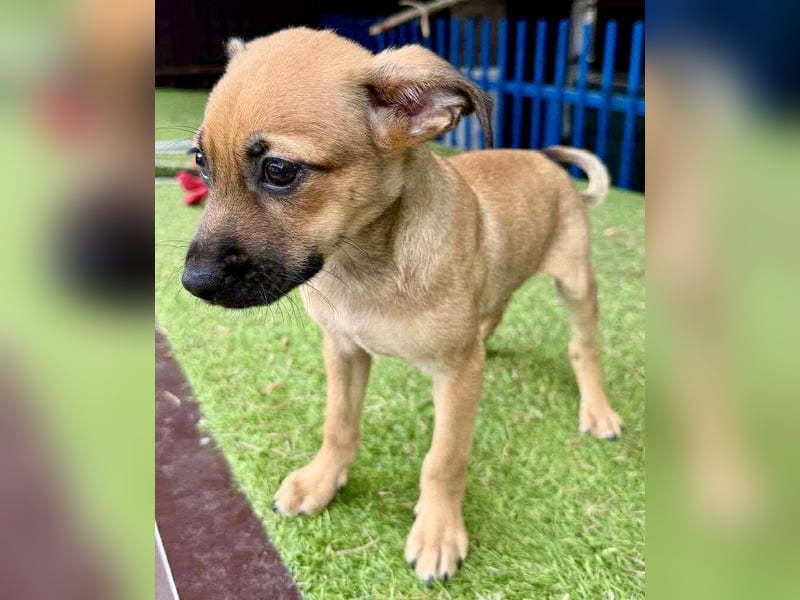 Balu - kleinbleibender Welpenbub