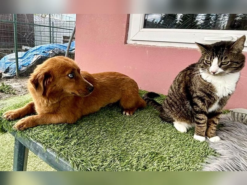 Katzenverträgliche , kleine Zoe