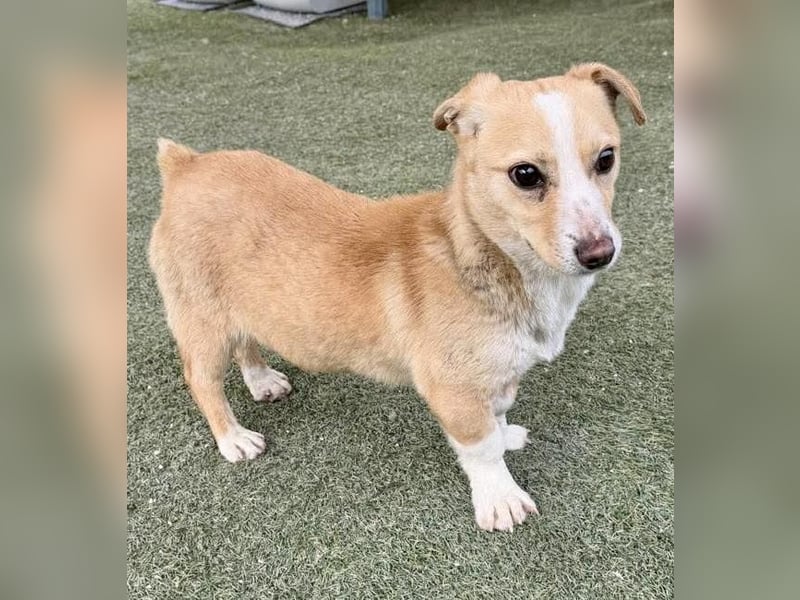 Kuschelhund Chester braucht seine Menschen