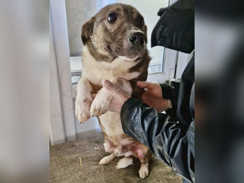 Ramon...ein Herz auf 4 Pfötchen....