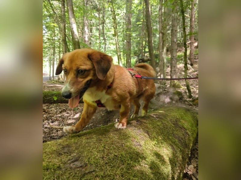 Kuschelmaus Tapsy sucht ihr Glück
