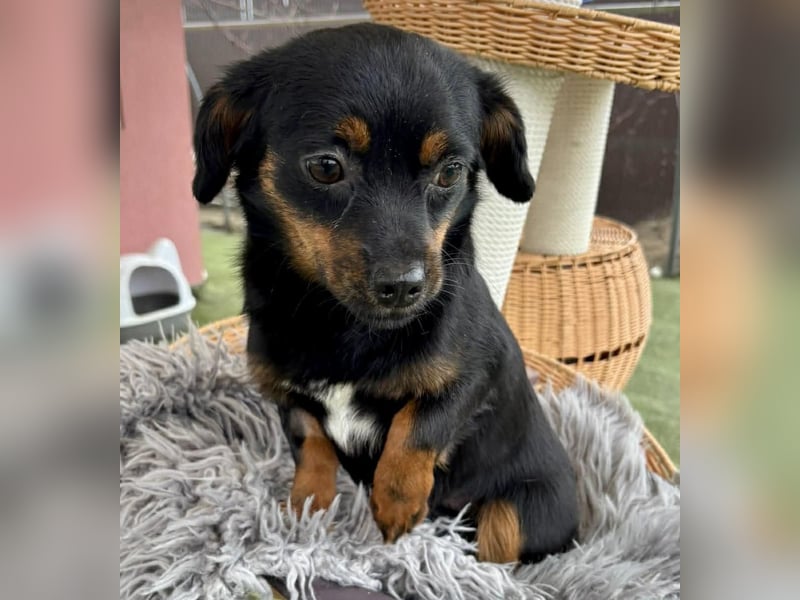 Katzenverträgliches Mini Mäuschen Gretchen