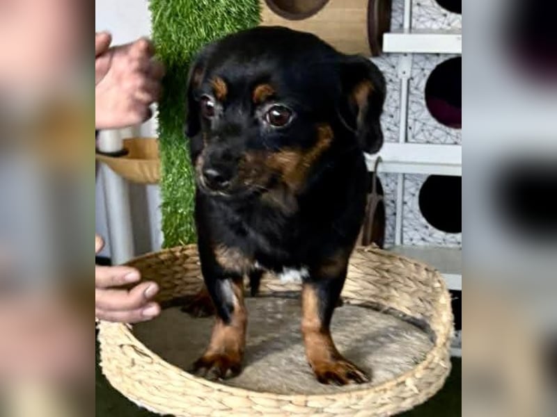 Katzenverträgliches Mini Mäuschen Gretchen